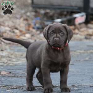 Baby chocolate hotsell lab for sale